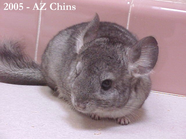 Horton - Standard Grey Violet Carrier Male