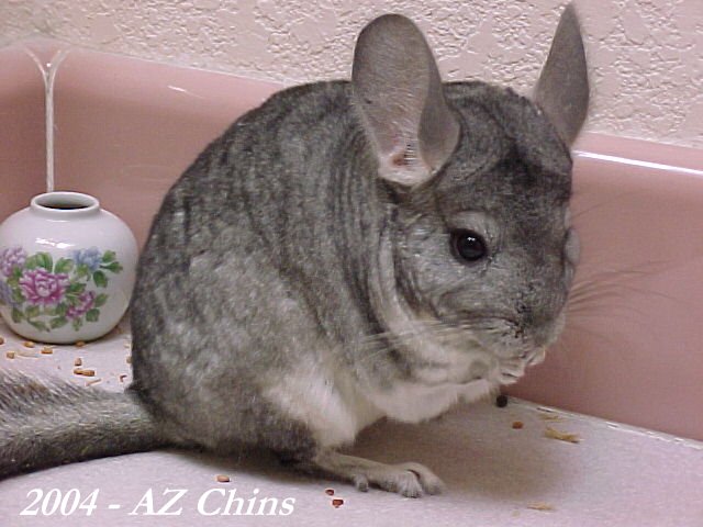 Sparkles - Standard Grey Female