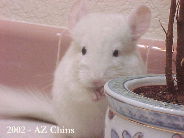 Einar - Albino? Male