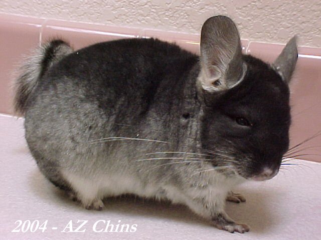 Frank - TOV Violet Carrier Male