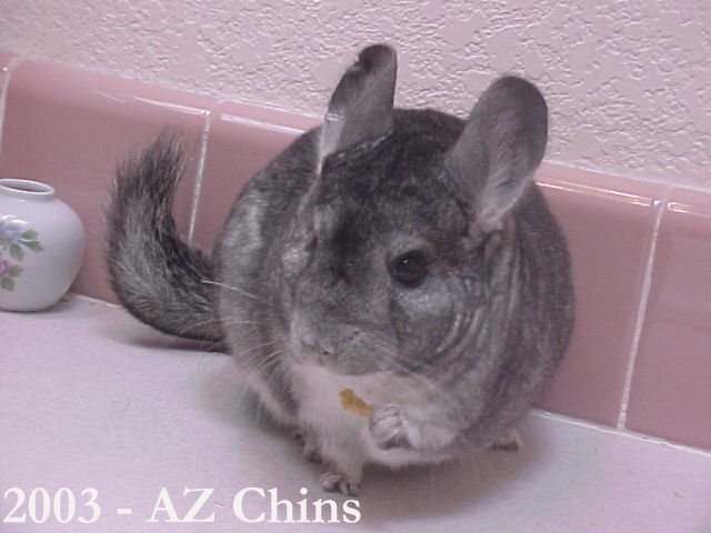 Irma - Standard Grey Female