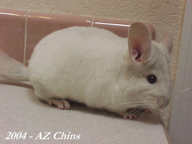 Aurora - Pink White Female