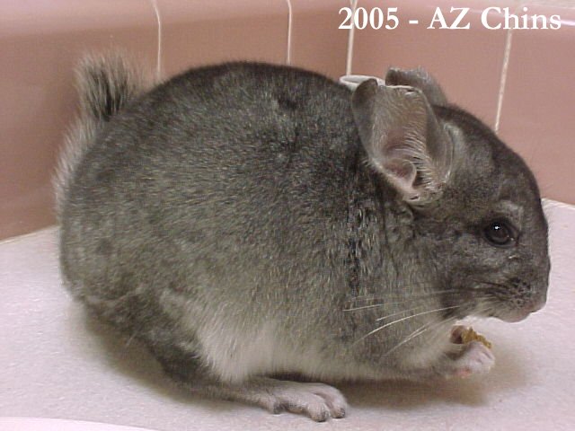 Ivan - Standard Grey Male