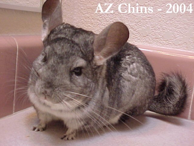 Olivia - Standard Grey Violet Carrier Female