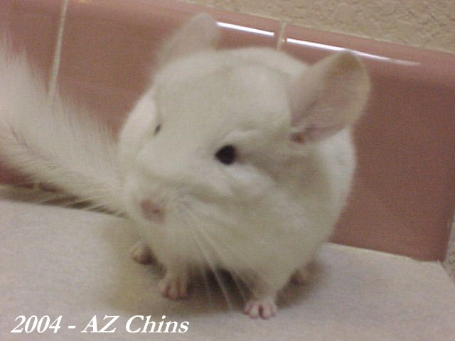 Electra - Pink White Female