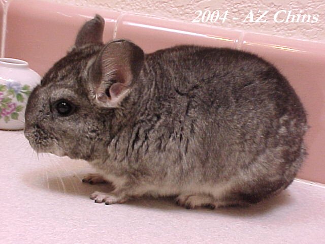 Duncan - Standard Grey Male