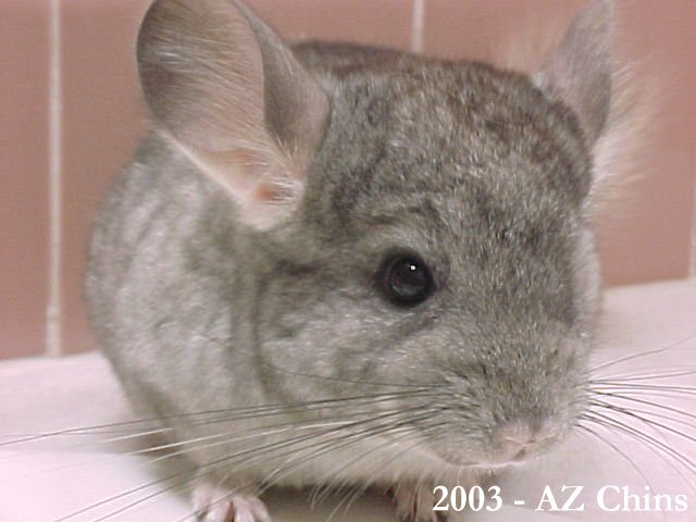 Cara - Standard Grey Female