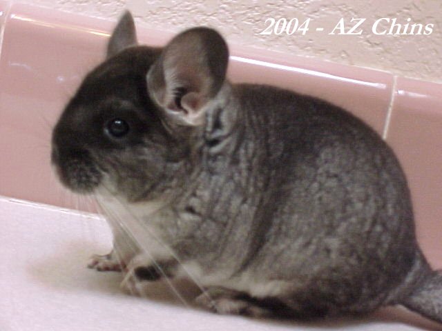 Norris - Black Velvet Male
