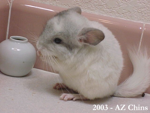 Mara - Silver Mosaic Female
