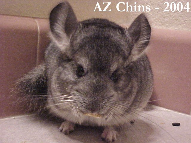 Twila - Standard Grey Female