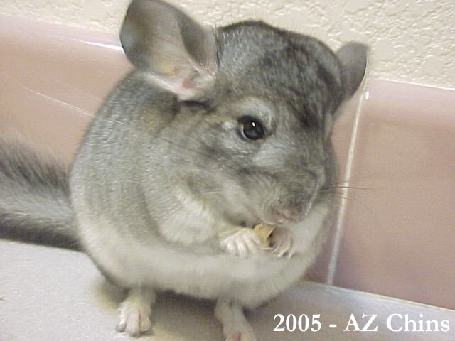 Benton - Standard Grey Male