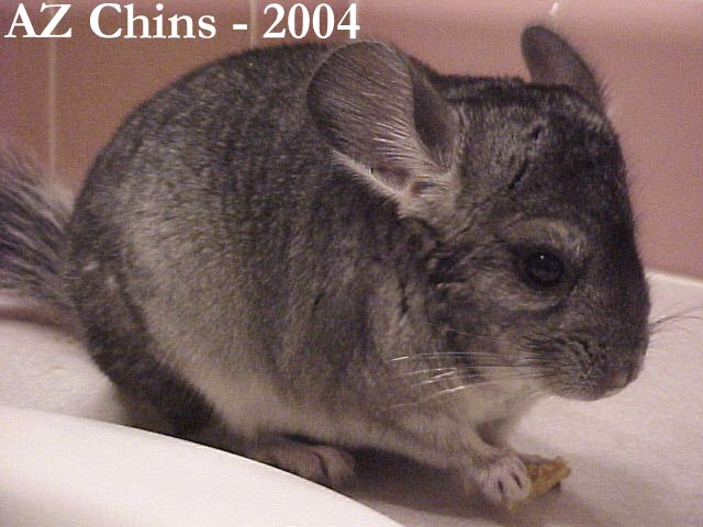 Cecilia - Standard Grey Female