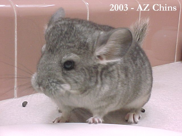 Hedda - Standard Grey Female