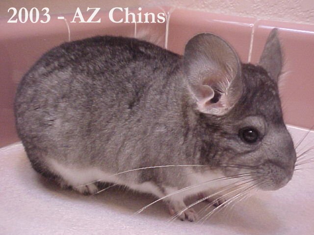 Roger - Standard Grey Male 