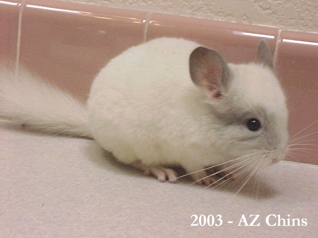 Roscoe - TOV Mosaic Male