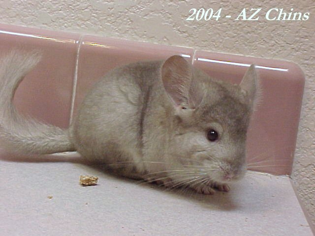 Luli - Heterozygous Beige Female