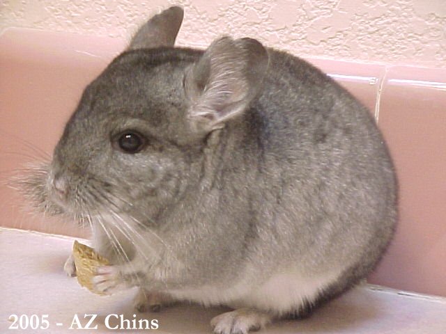 Ivanna - Standard Grey Female