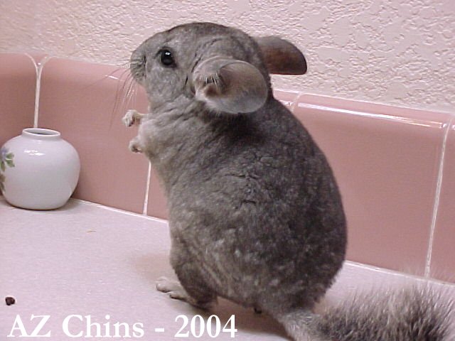Anneke - Standard Grey Female