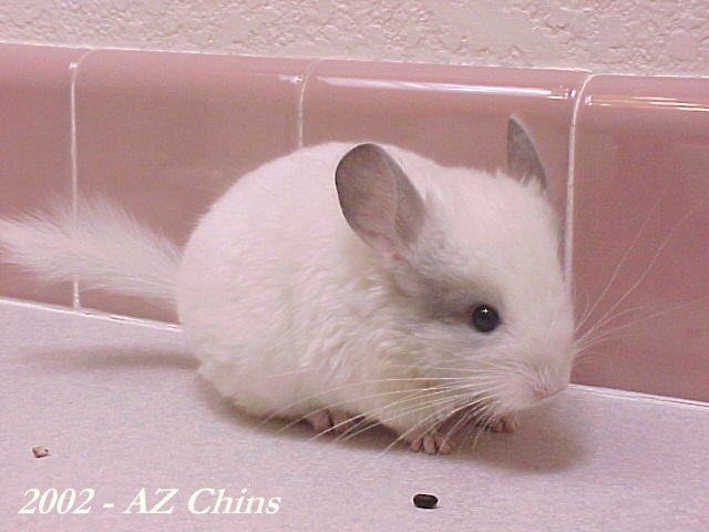 Norman - TOV Mosaic Male