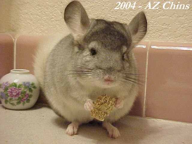 Lula - Silver Mosaic Female