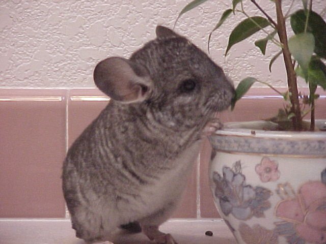 Klaus - Standard Grey Male