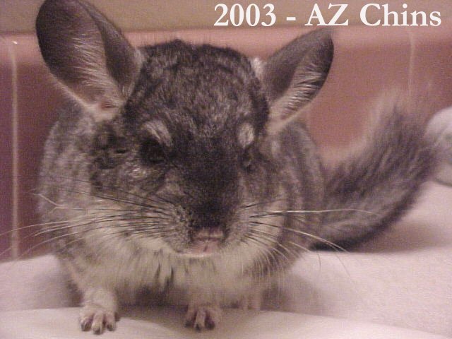 Kris - Standard Grey Male