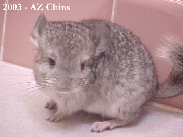 Hugo - Standard Grey Male