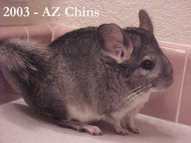 Gus - Standard Grey Male