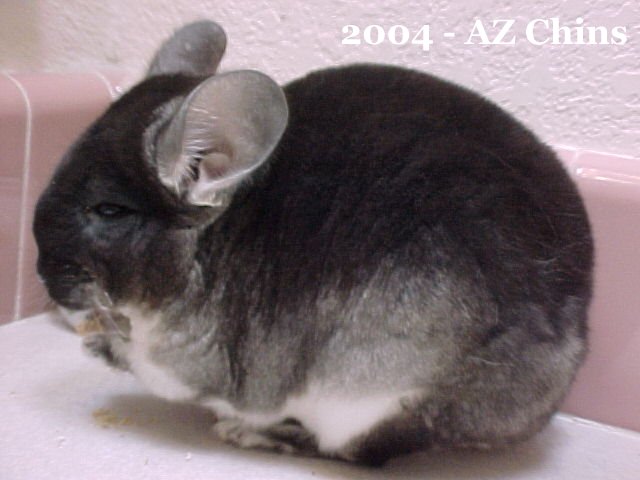 Helene - Black Velvet Female