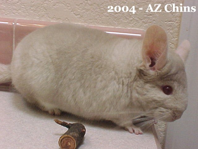 Yvonne - Homozygous Beige Female