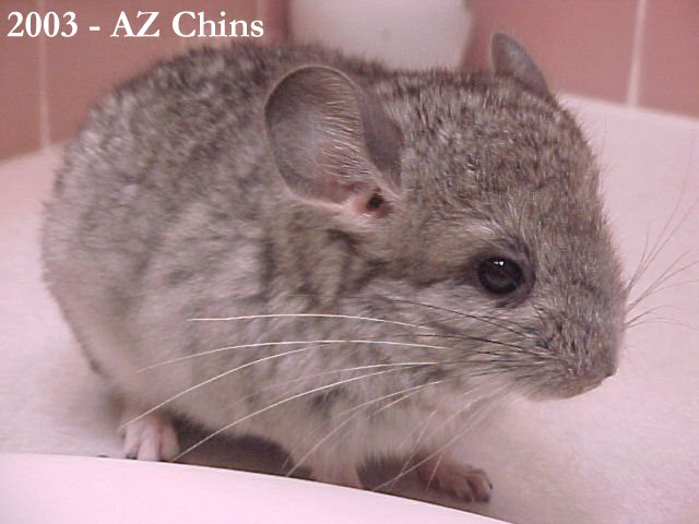 Ludwig - Standard Grey Male