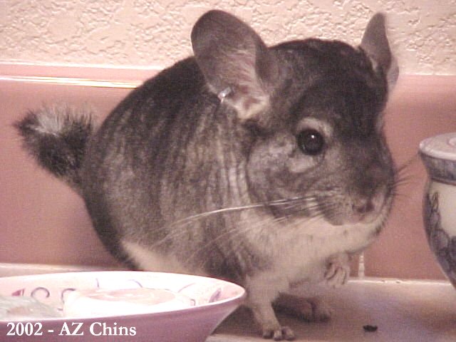 Halden - Standard Grey Male