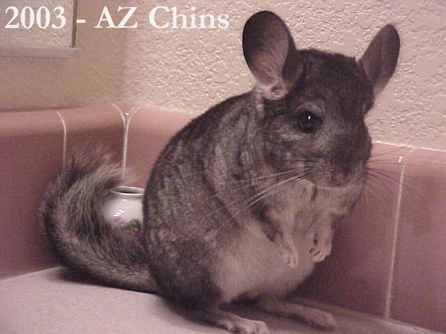 Baron - Standard Grey Male