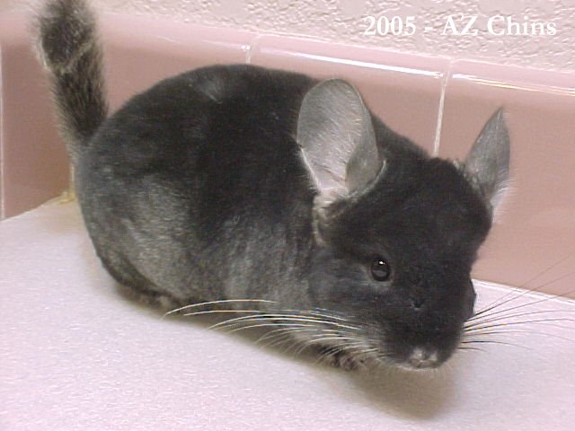 Rigley - Black Velvet Male