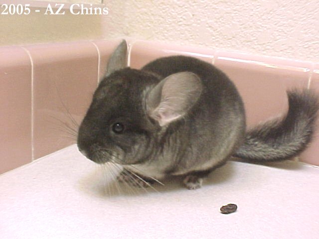 Stanley - Black Velvet Male