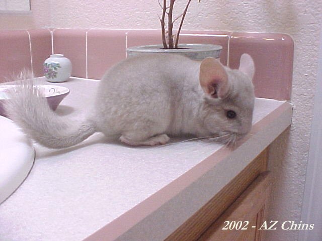 Johan - Heterozygous Beige