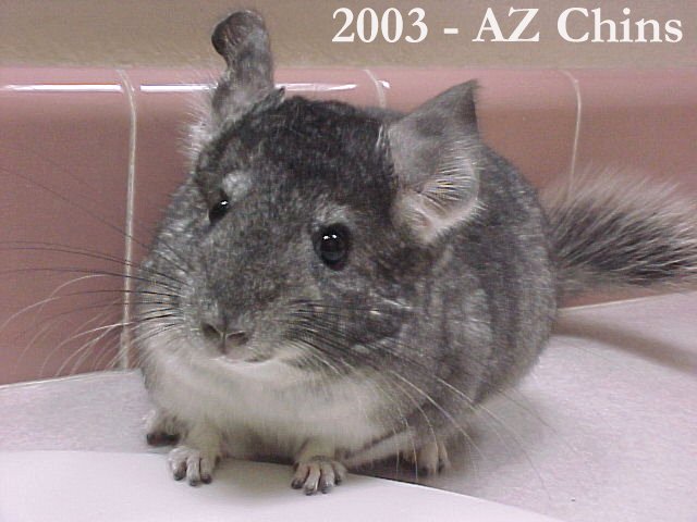 Jessica - Standard Grey Female
