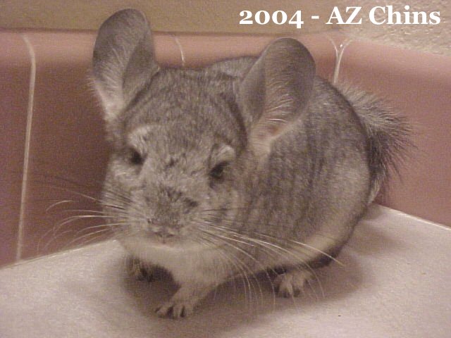 Gena - Standard Grey Female
