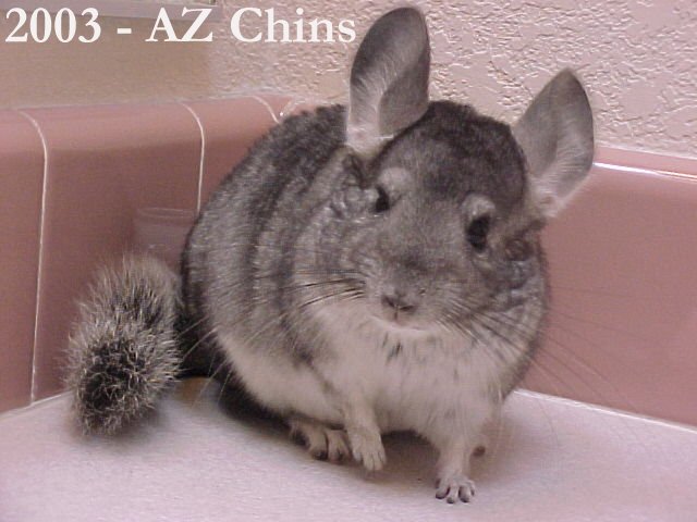 Juliet - Standard Grey Female