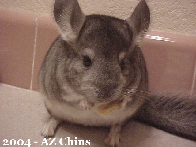 Jenny - Standard Grey Female