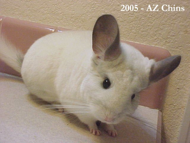 Alia - Silver Mosaic Female