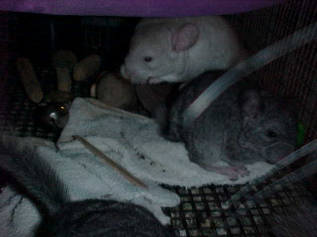 I'm the little beige baby at the top of the picture.