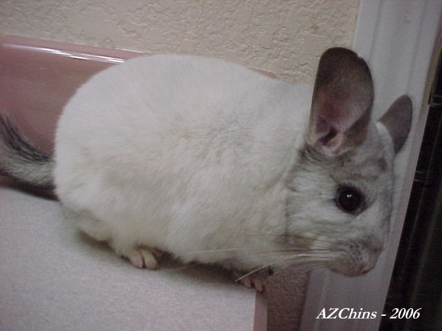 Neala  - Silver Mosaic Female