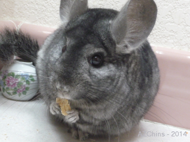 Nibblina - Medium Ebony Female