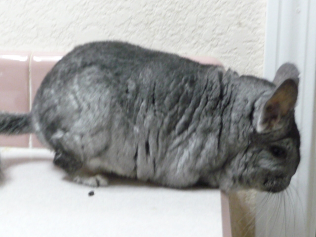 Nicole - Standard Grey Female