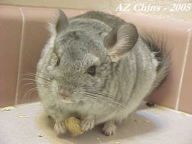 Nikki - Standard Grey Female