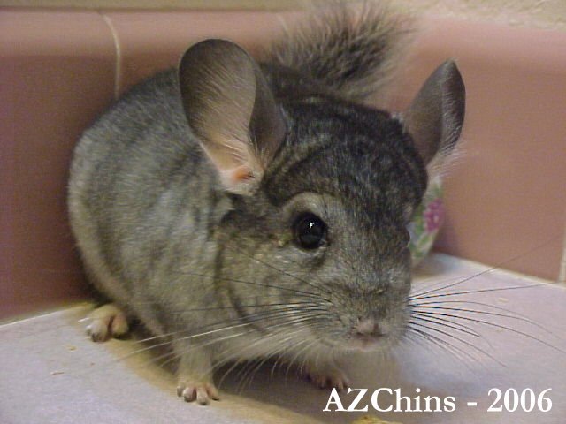 Noah - Standard Grey Male