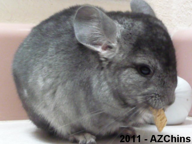 Noah - Light Ebony Male