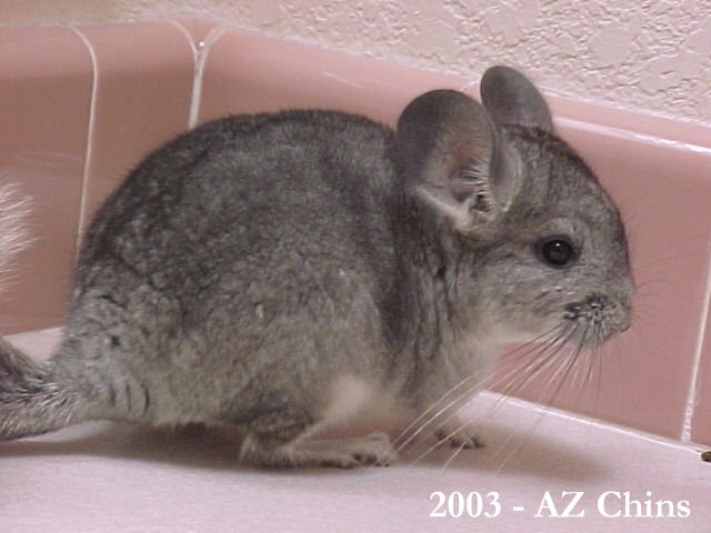 Olia - Standard Grey Female