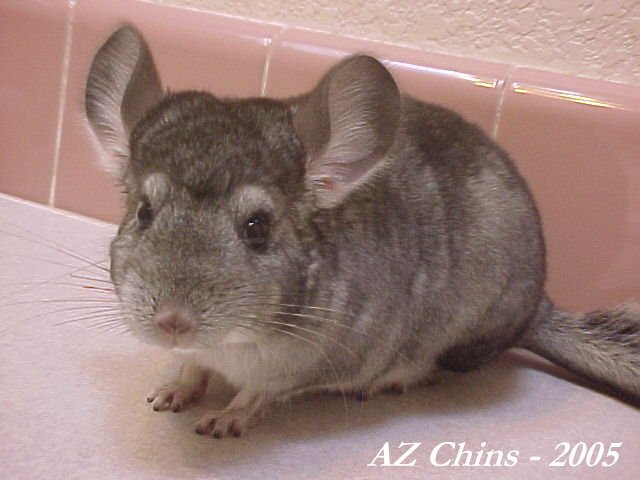 Ollie - Standard Grey Male